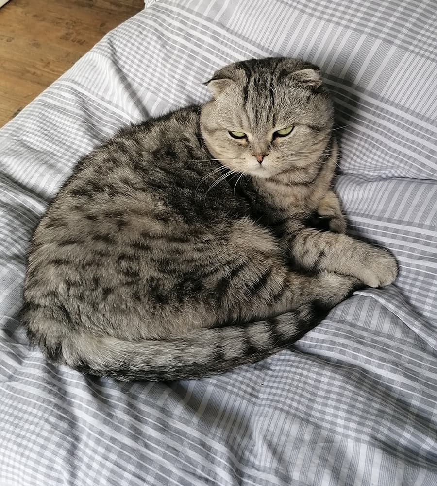 Eine grau getiegerte katze mit Knickohren liegt auf einer grau karierten Decke.